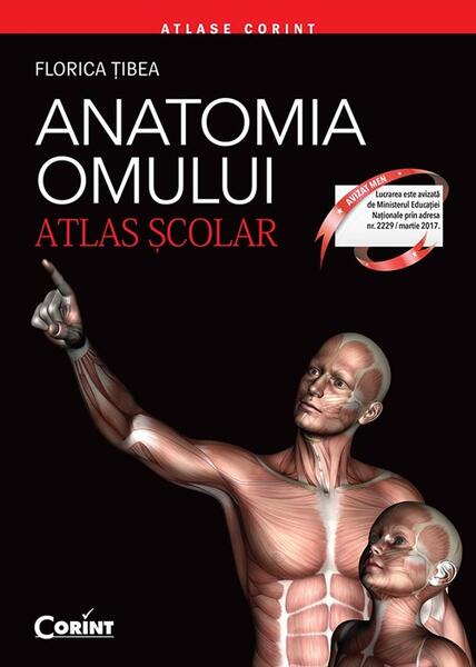 Anatomia omului. Atlas şcolar - Florica Țibea - Corint