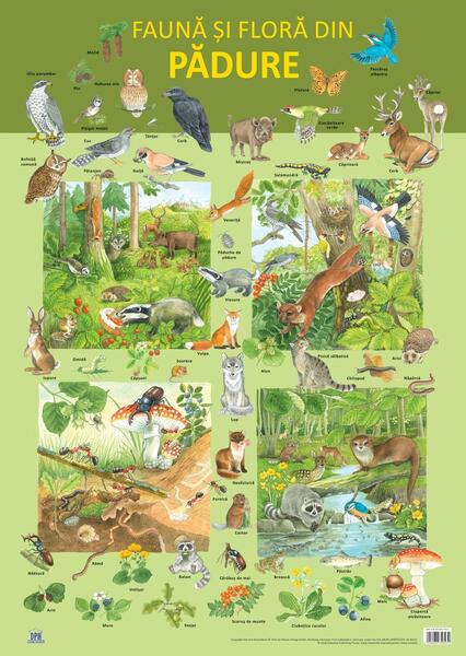 Planșă - Fauna și flora din pădure - Nelson Verlag - Didactica Publishing House