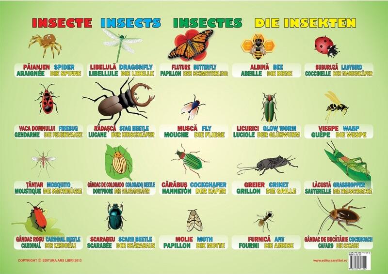 Planșă - Insecte - Ars Libri