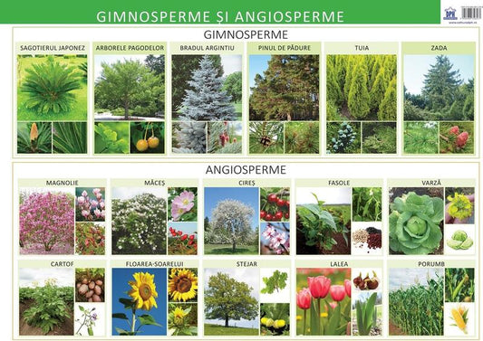 Gimnosperme și angiosperme - Planșă educativă - Florica Alexandrescu - Didactica Publishing House