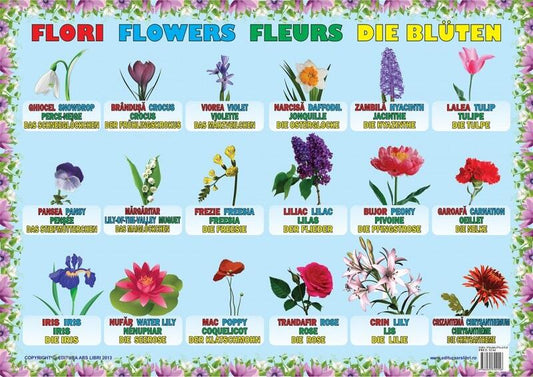 Planșă - Flori - Ars Libri