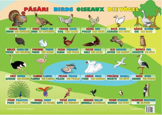 Planșă - Păsări - Ars Libri