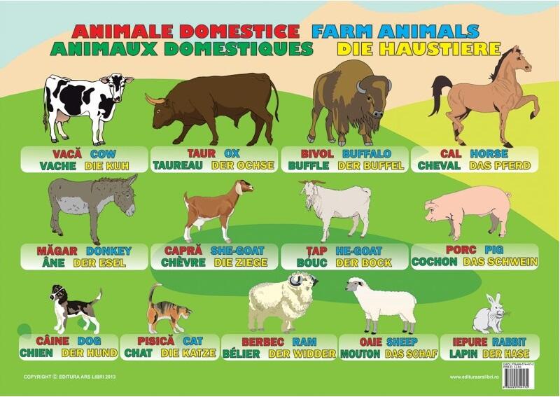 Planșă - Animale domestice - Ars Libri