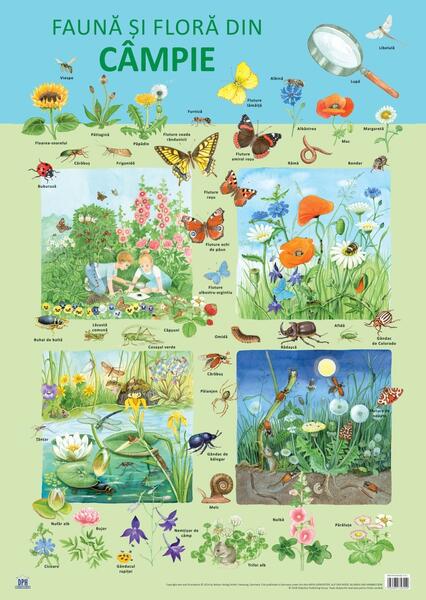 Planșă -  Fauna și flora din câmpie - Nelson Verlag - Didactica Publishing House