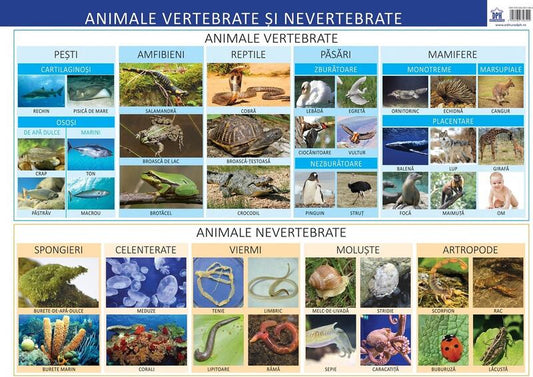 Animale vertebrate și nevertebrate - Planșă educativă - Florica Alexandrescu - Didactica Publishing House